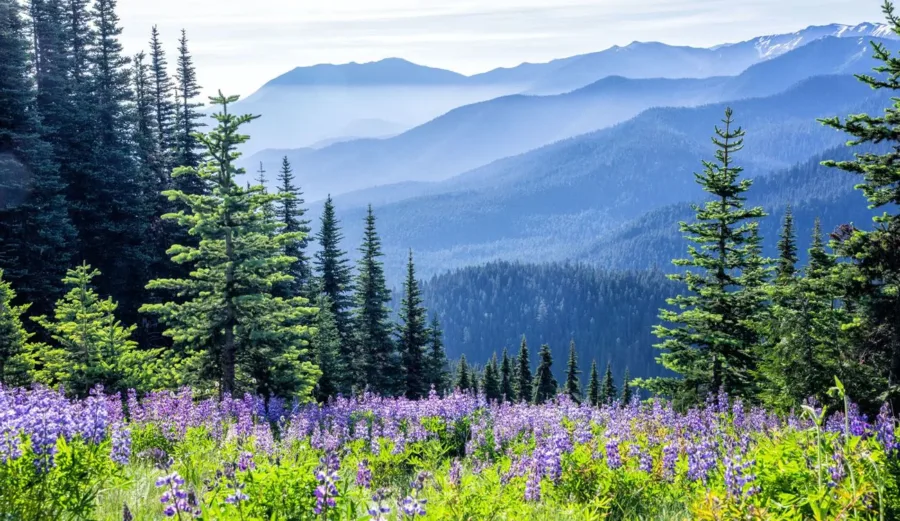 A view from the top of hill. Flowers can be seen with mountains in the back