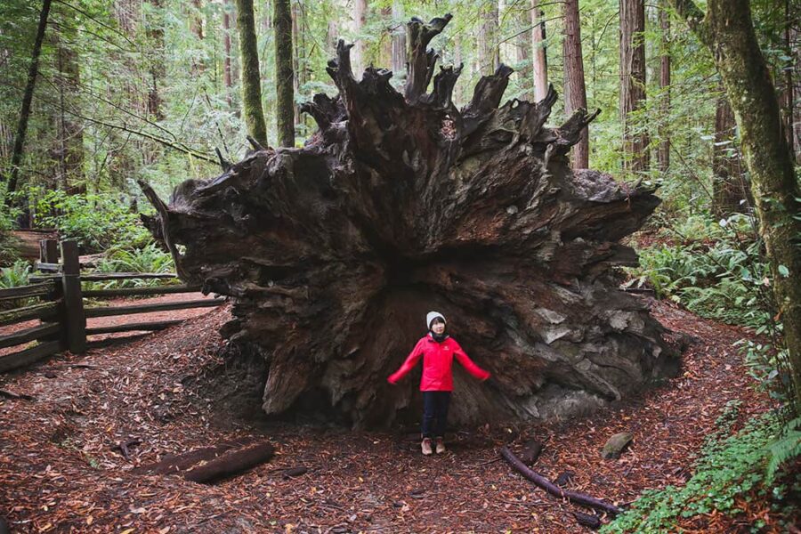 A photo taken at Redwood National Park