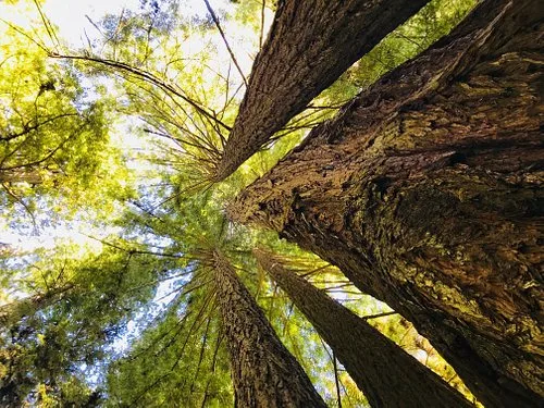 A view of tall trees at Redwood National Park