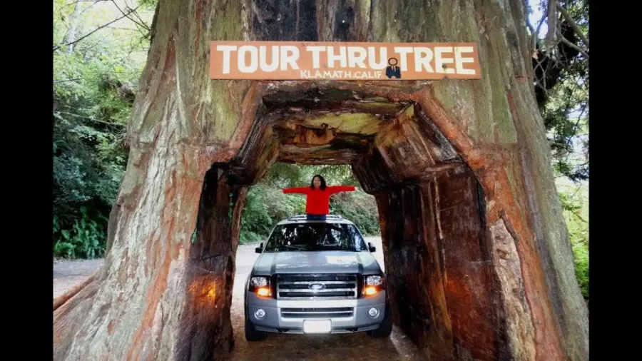 A drive through cut tree, Redwood National Park.